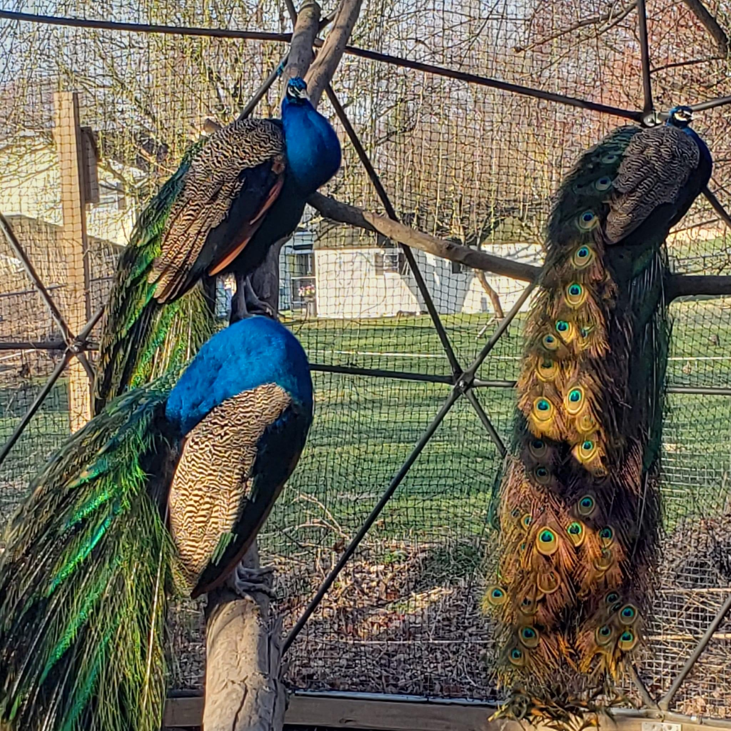 The trailing tail feathers and brilliant blue colors of three peacocks remind us of their ever-present beauty even as they roost for the evening! They are perched on logs supported by the dome frame.